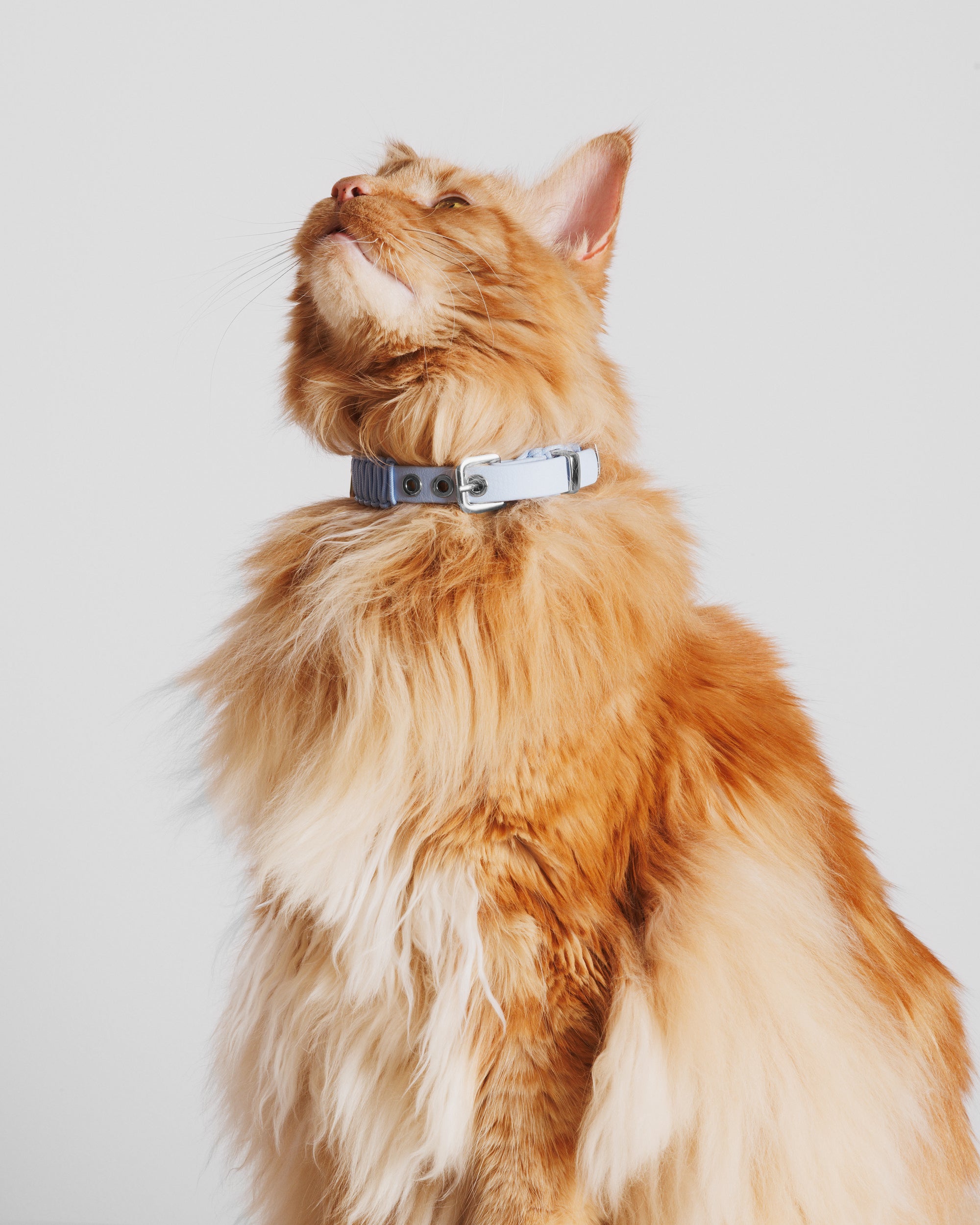 Obroża TINY baby blue