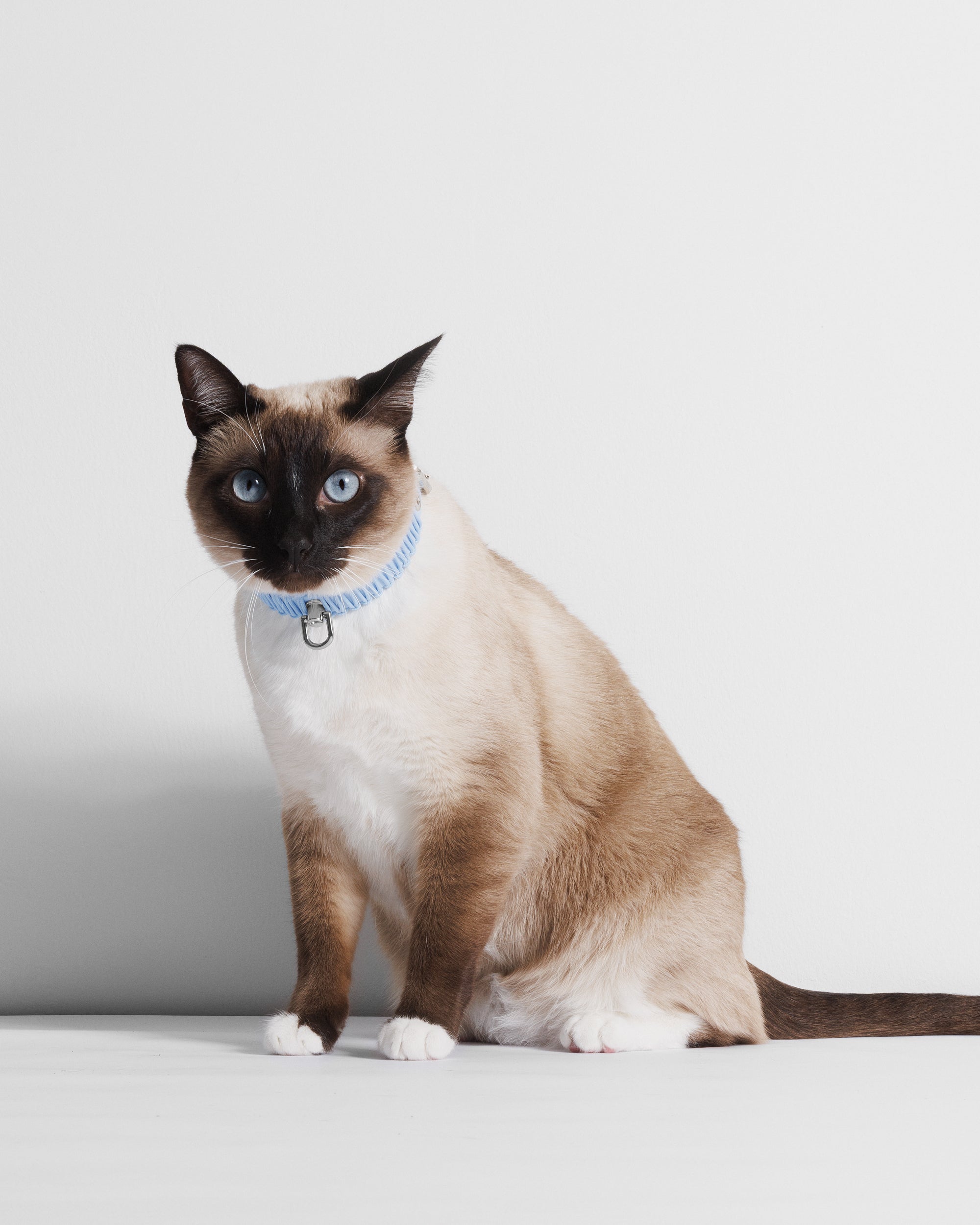 Obroża TINY baby blue