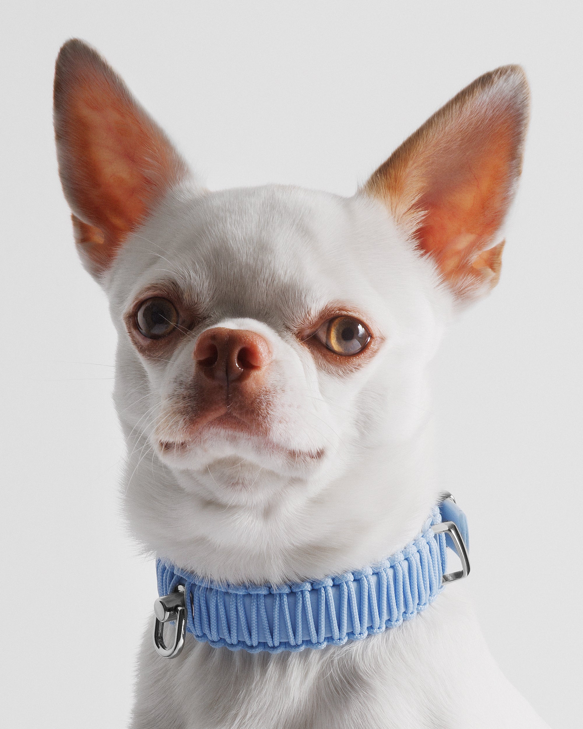 Obroża TINY baby blue