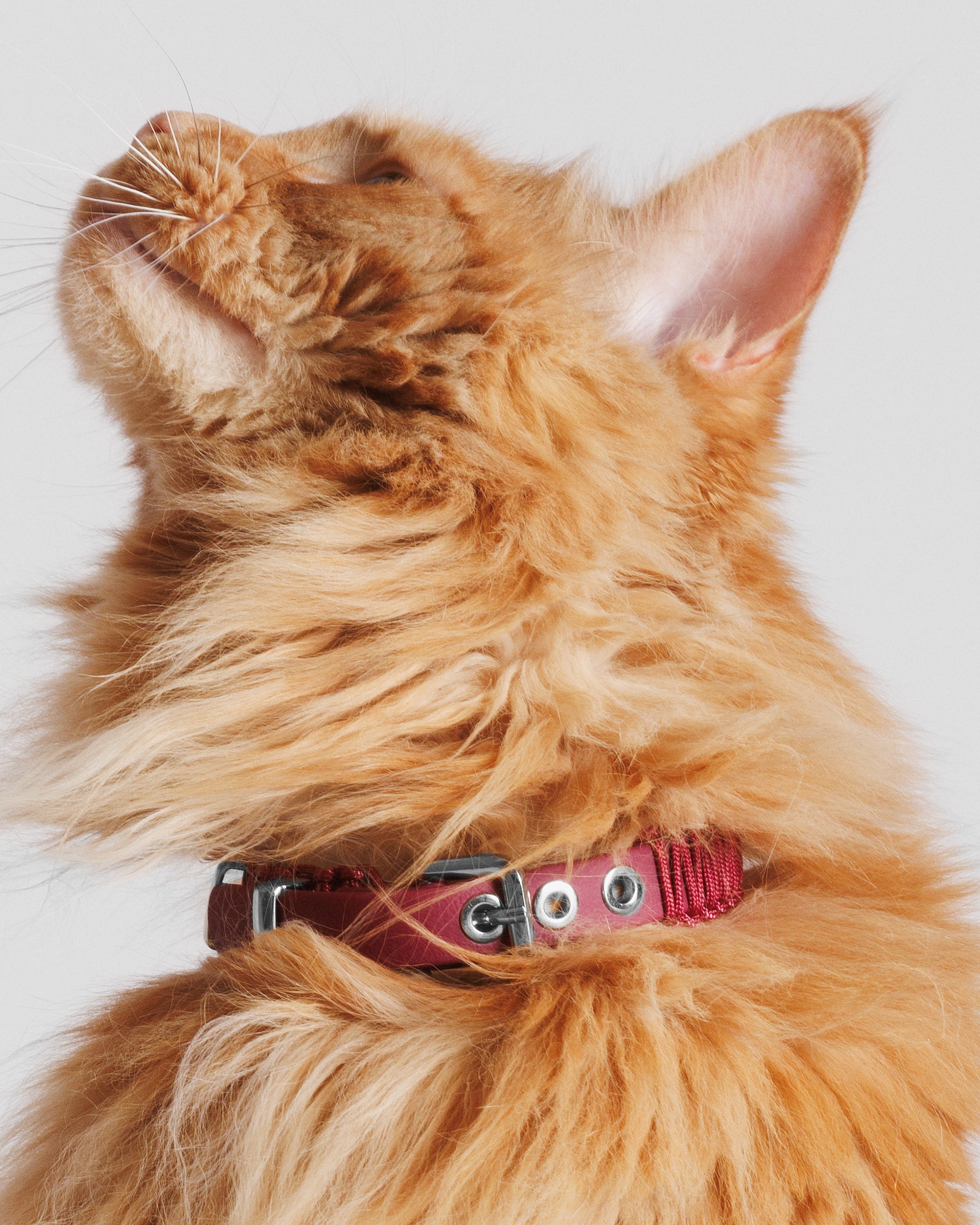 Obroża TINY Berry Me