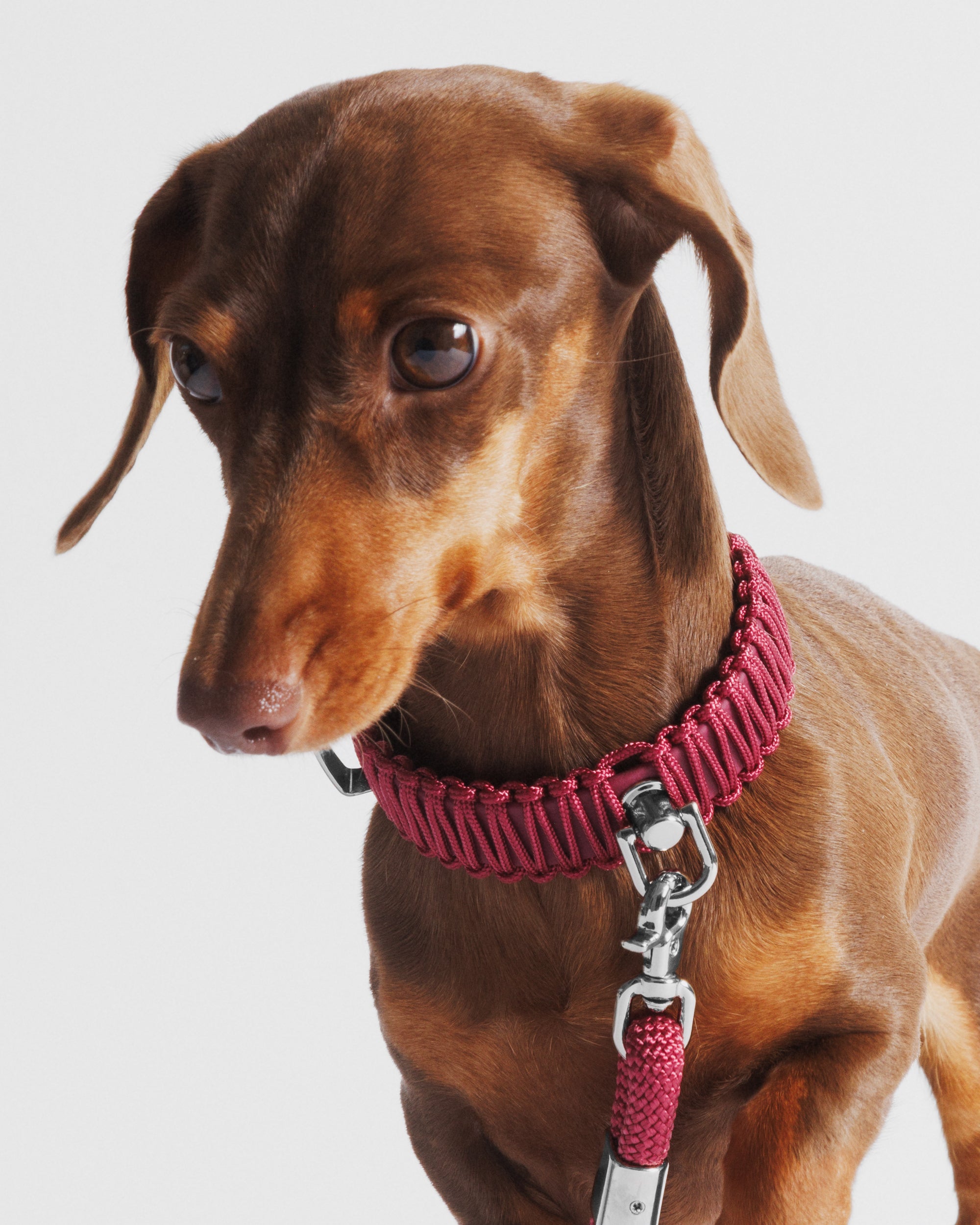 Obroża TINY Berry Me