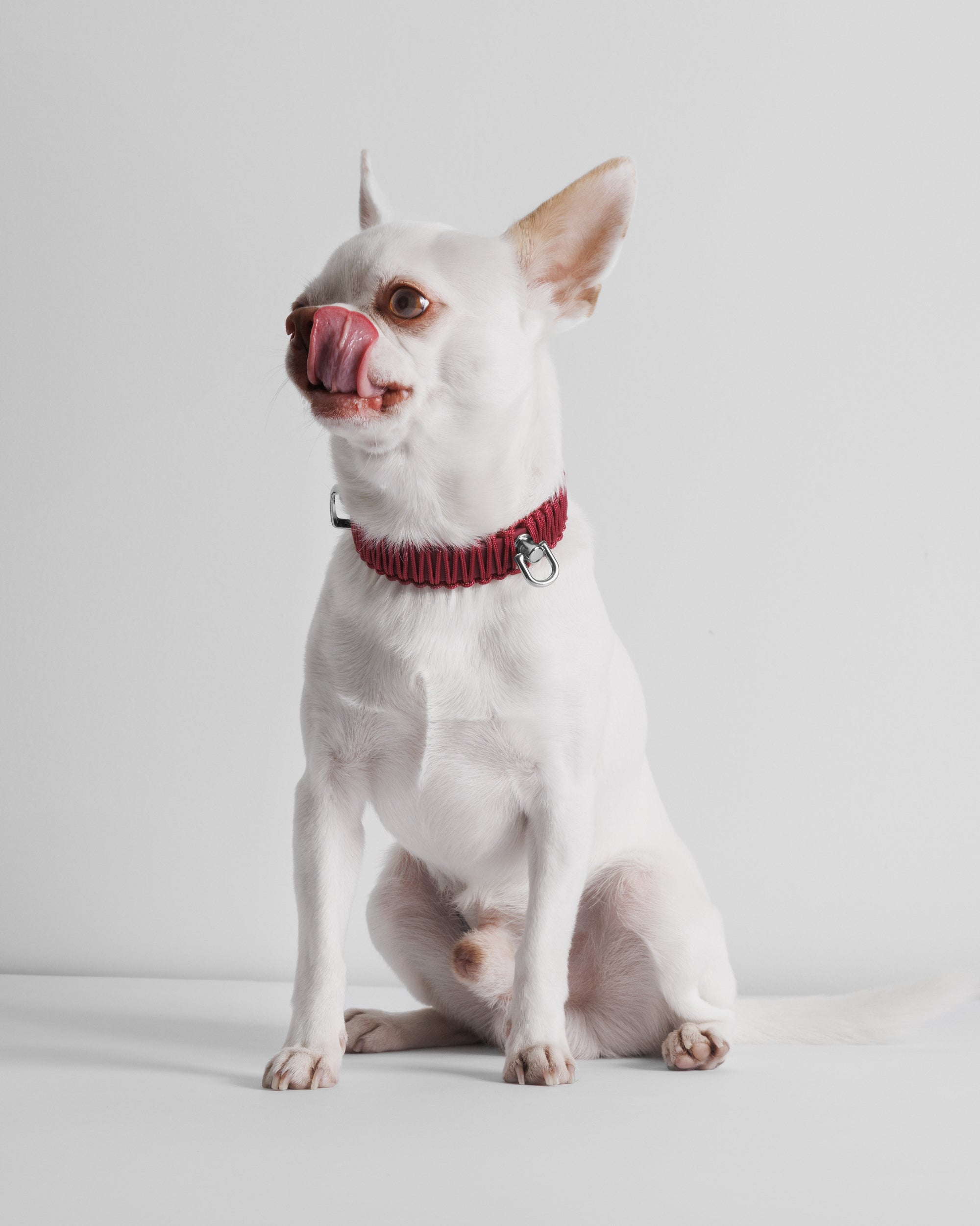 Obroża TINY Berry Me