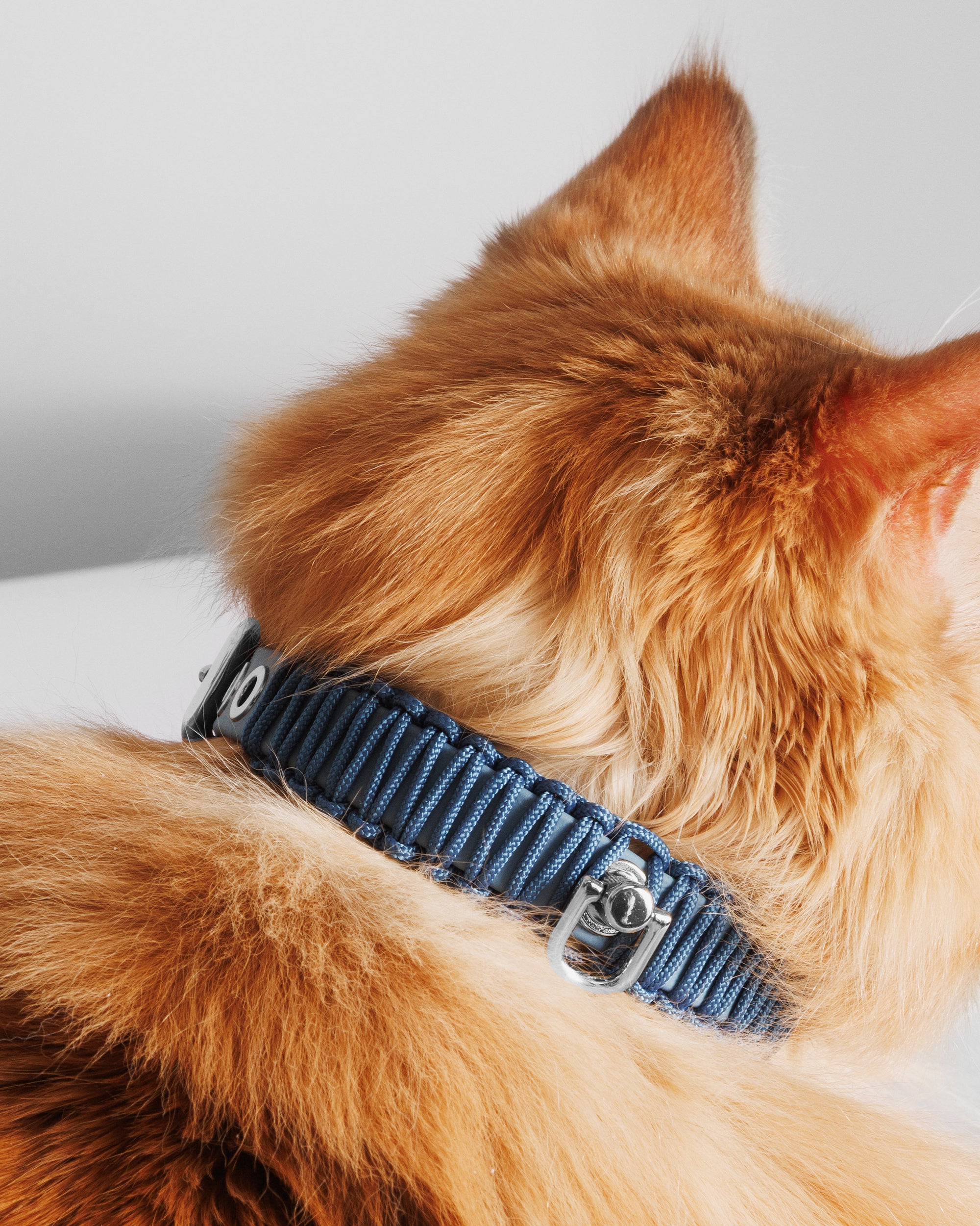 Obroża TINY Pacific