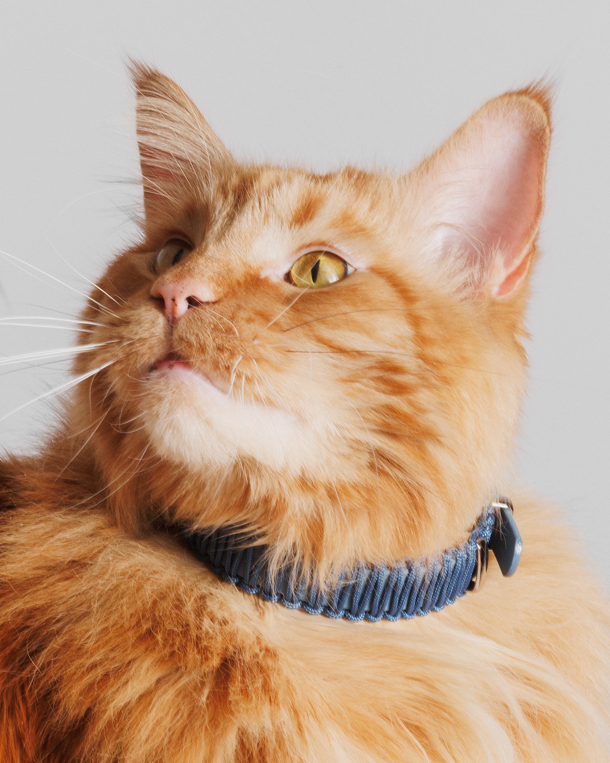 Obroża TINY Pacific