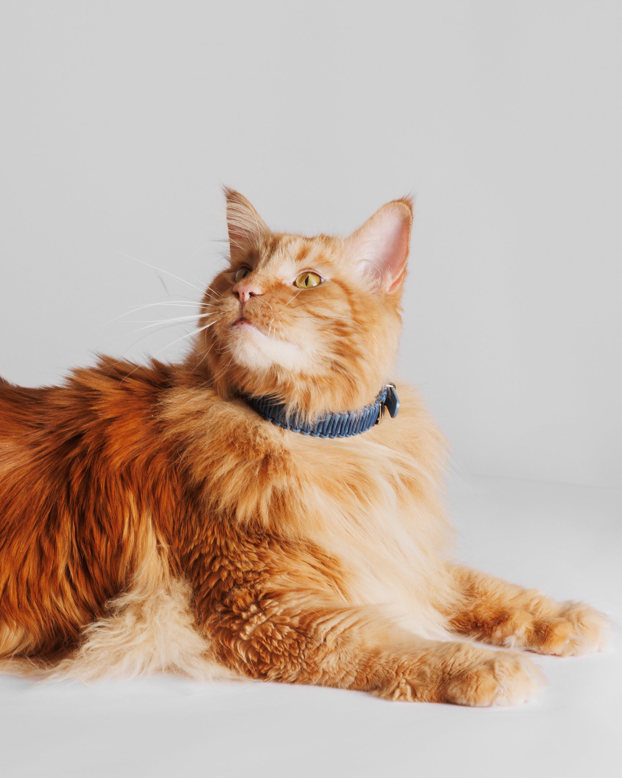 Obroża TINY Pacific