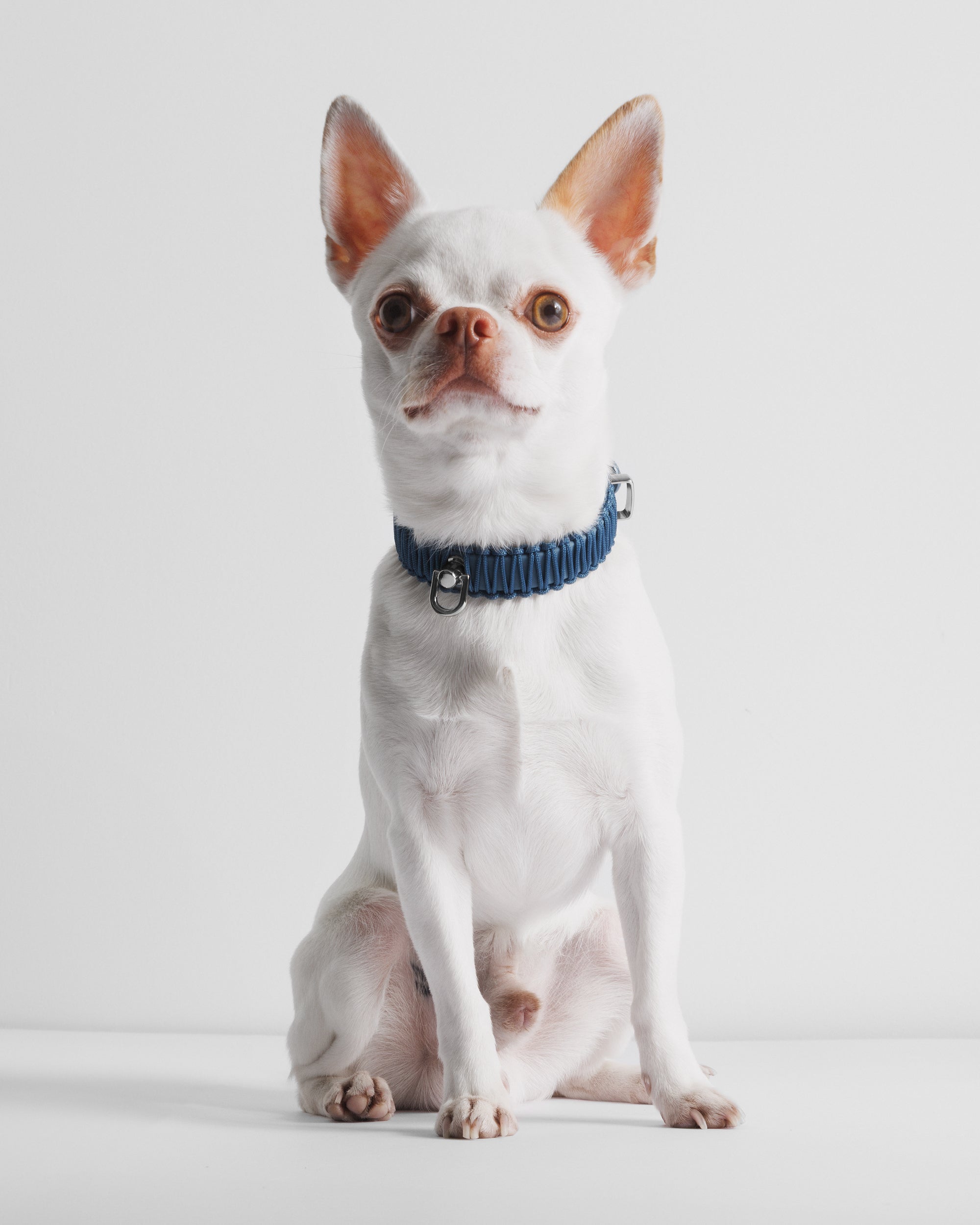 Obroża TINY Pacific